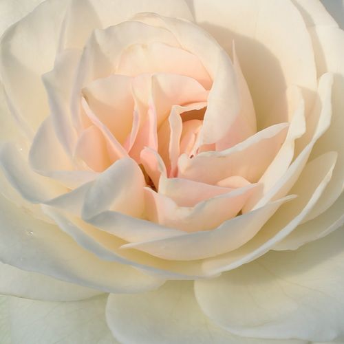 Shop, Rose Bianco - rose floribunde - rosa dal profumo discreto - Rosa Szent Margit - Márk Gergely - La sua fioritura inizia nella prima metà di giugno e dura fino in autunno quando è ancora pieno e abbondantemente in fiore. È resistente alla siccità.